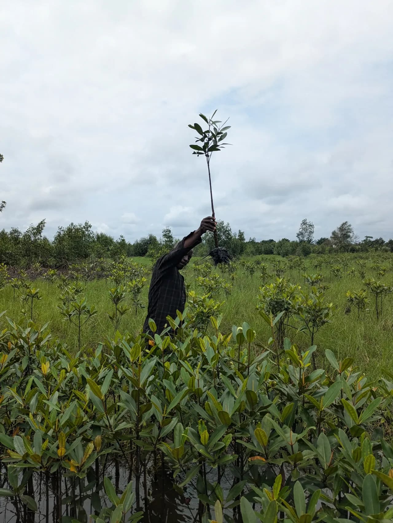 Mangrove restoration field, Niger Delta